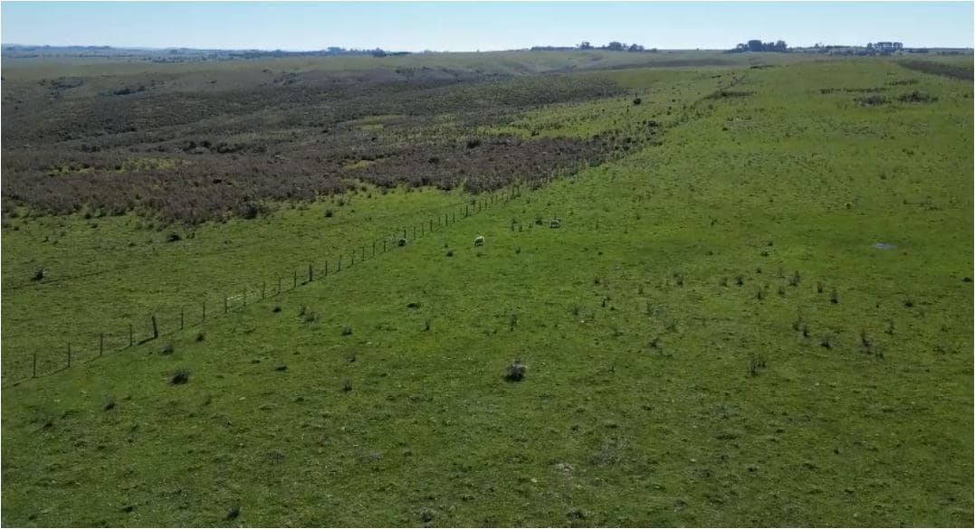 campo