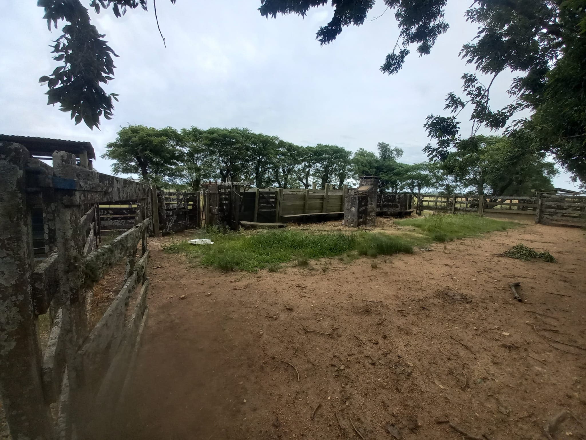 campo
