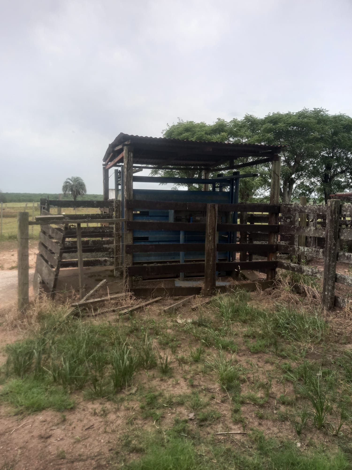 campo