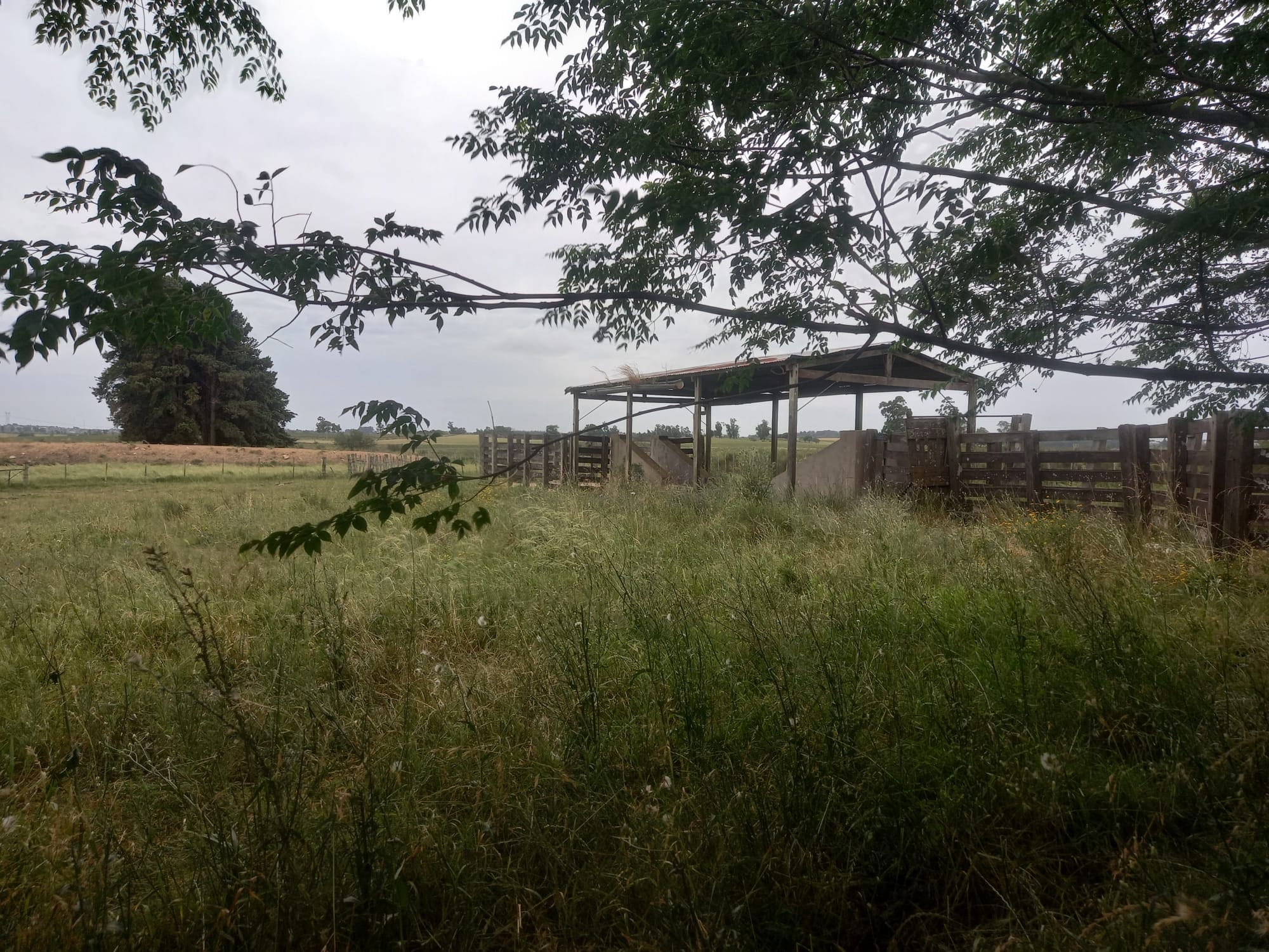 campo