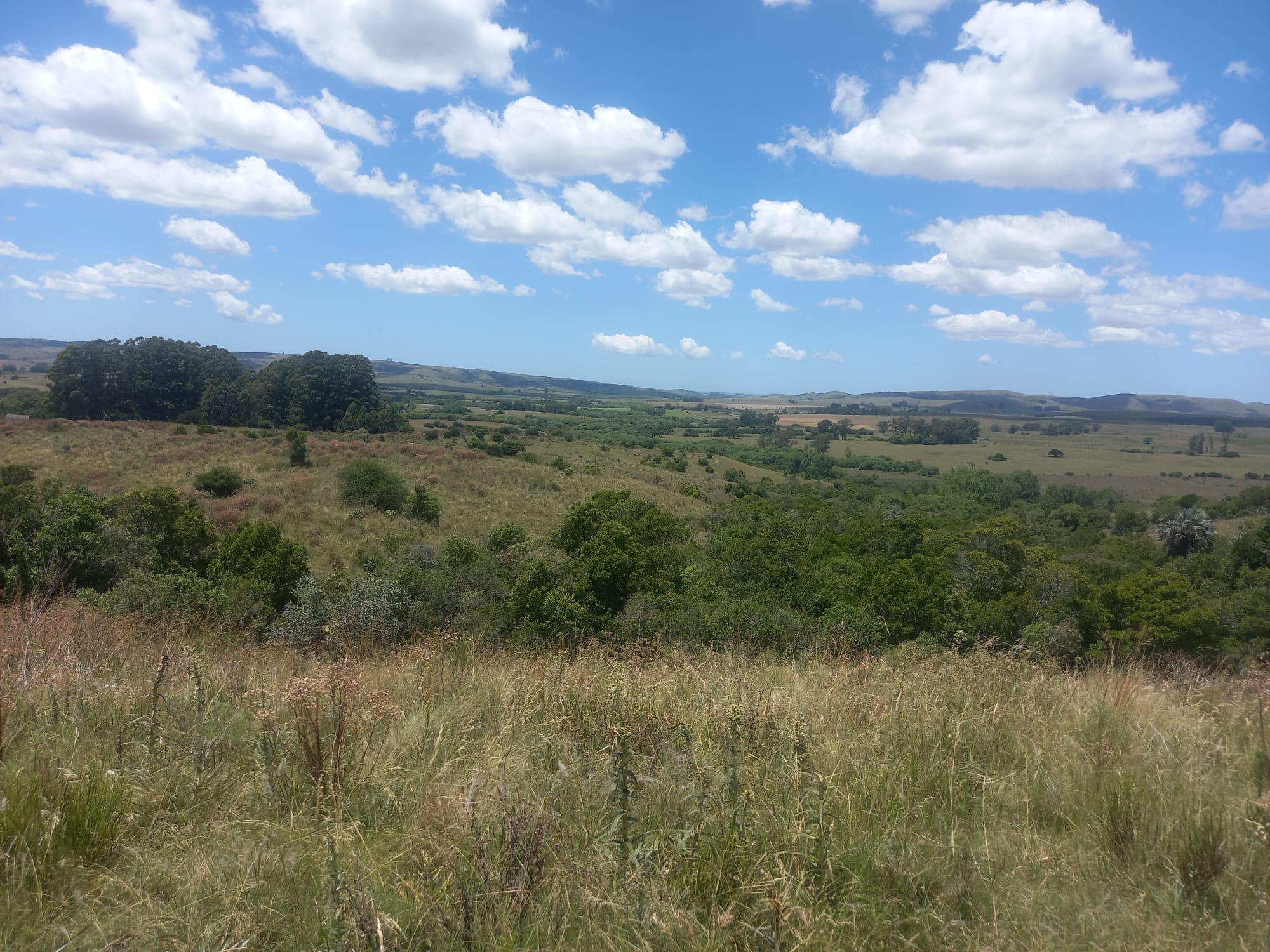campo