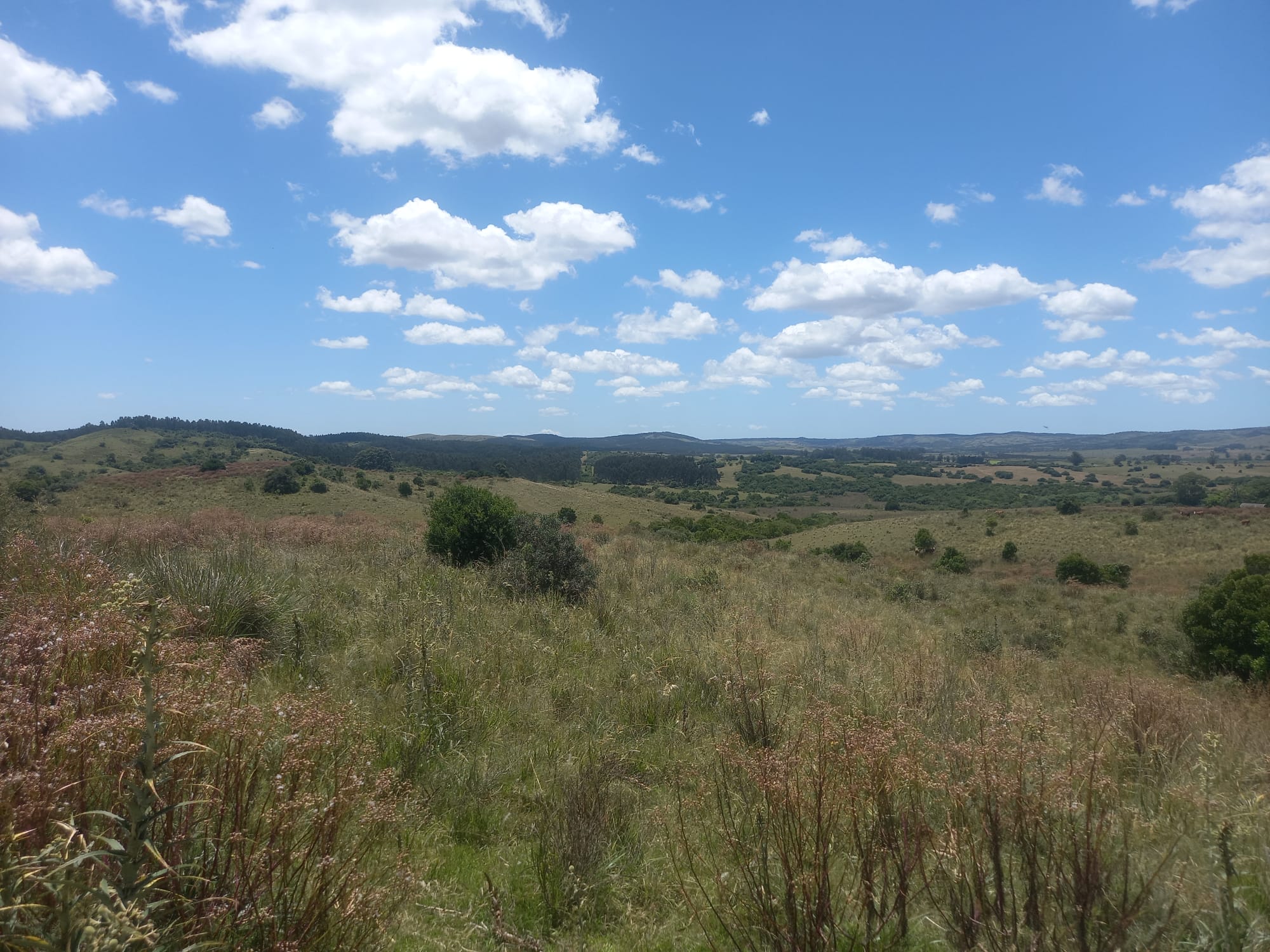 campo