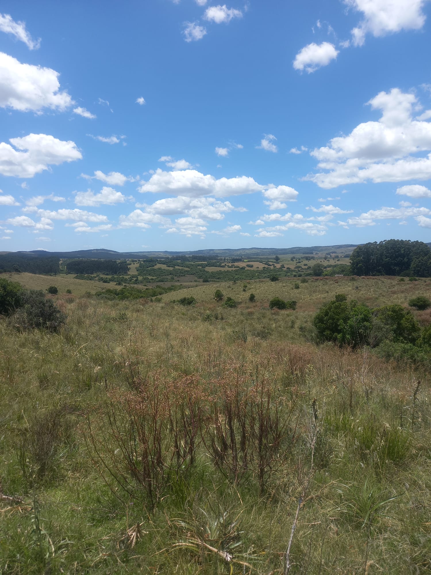 campo