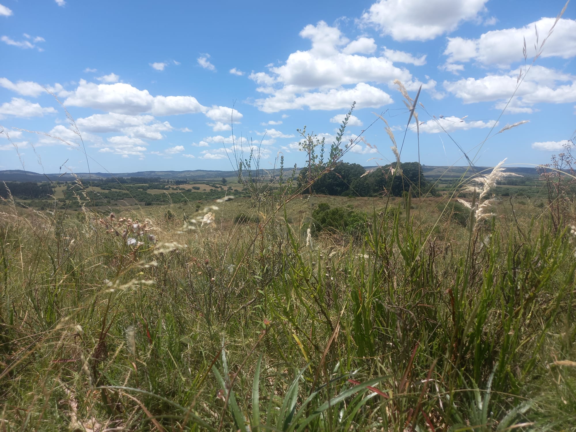 campo