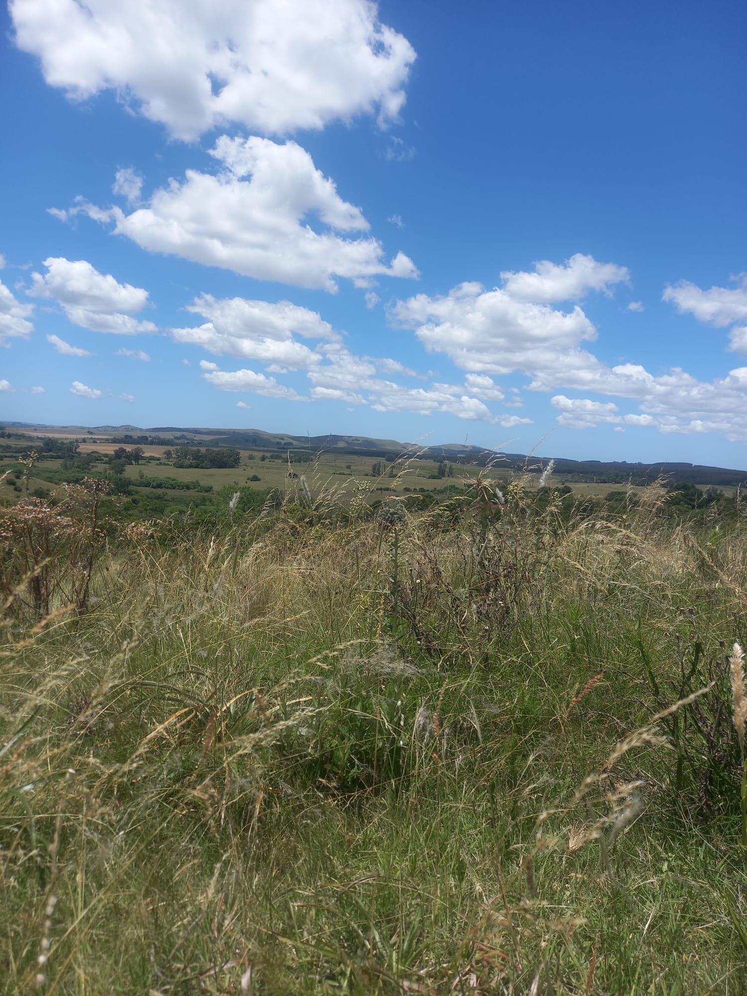 campo