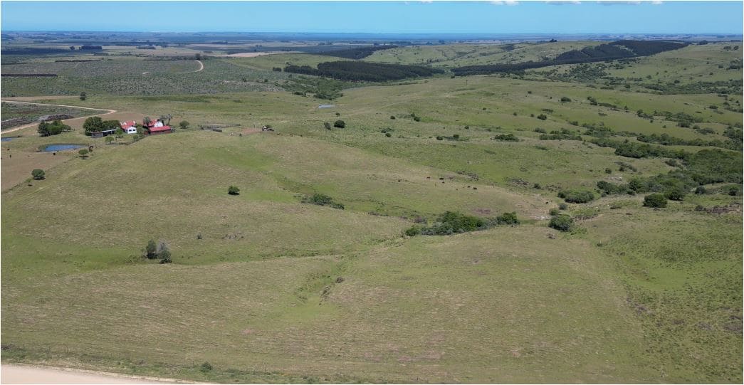 campo