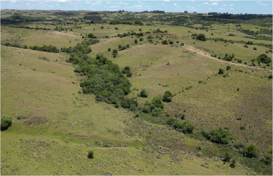 campo
