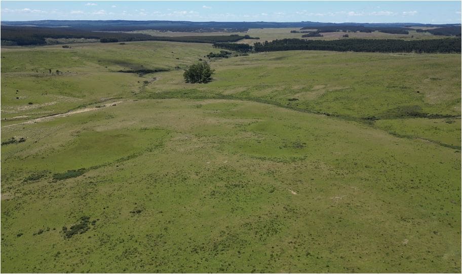 campo