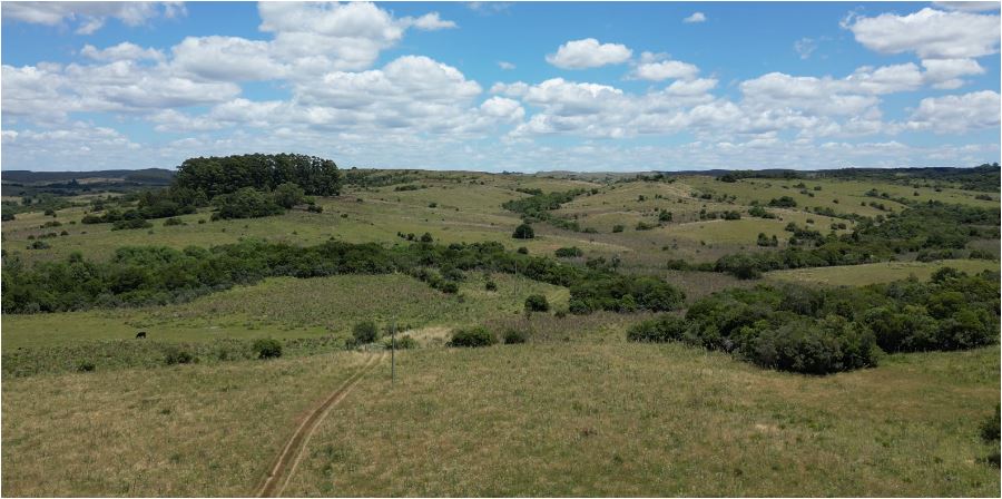 campo