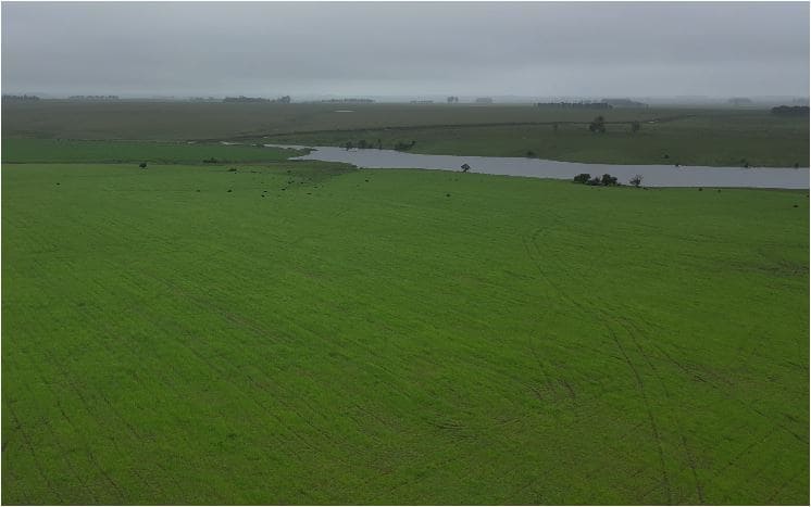 campo