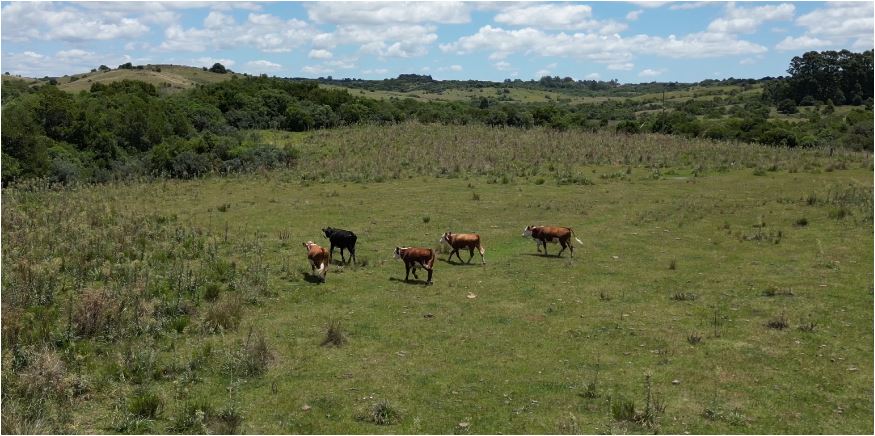 campo