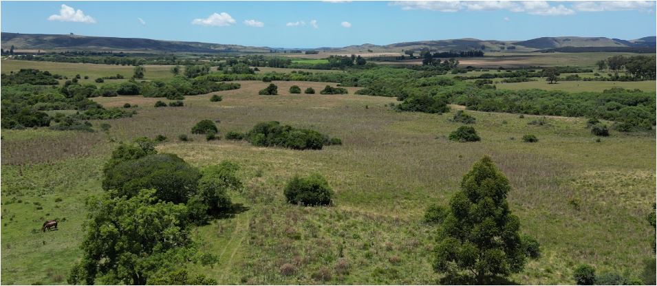 campo