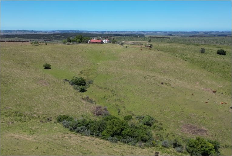 campo