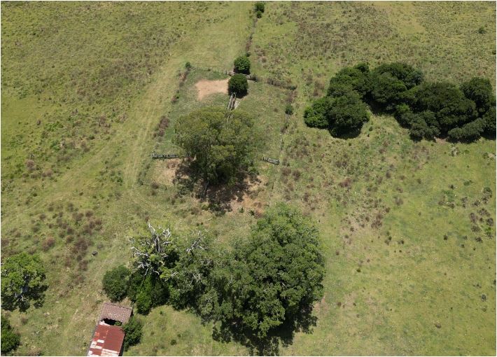 campo