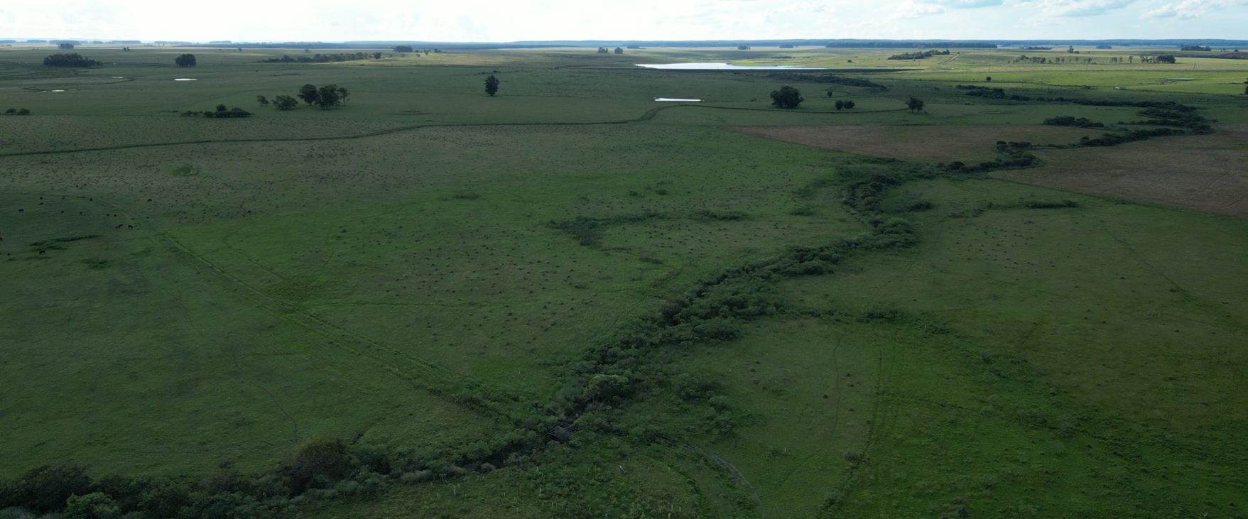 campo