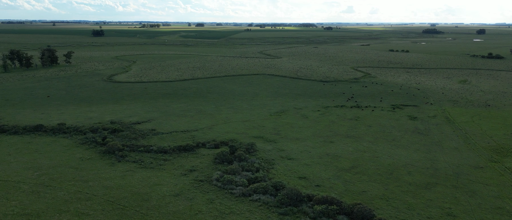 campo