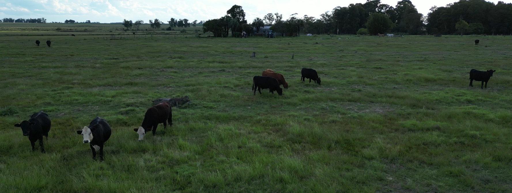 campo