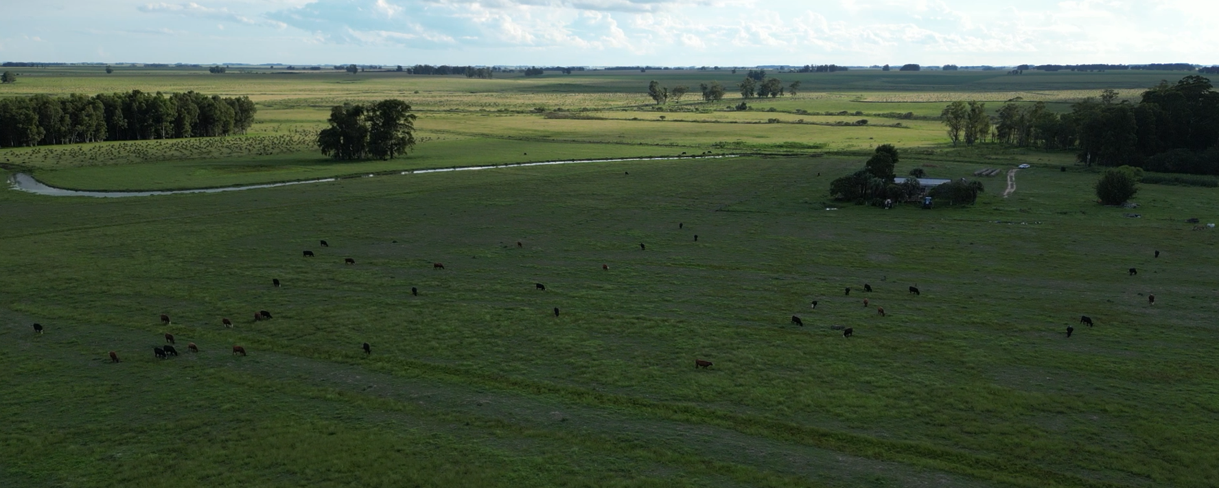 campo