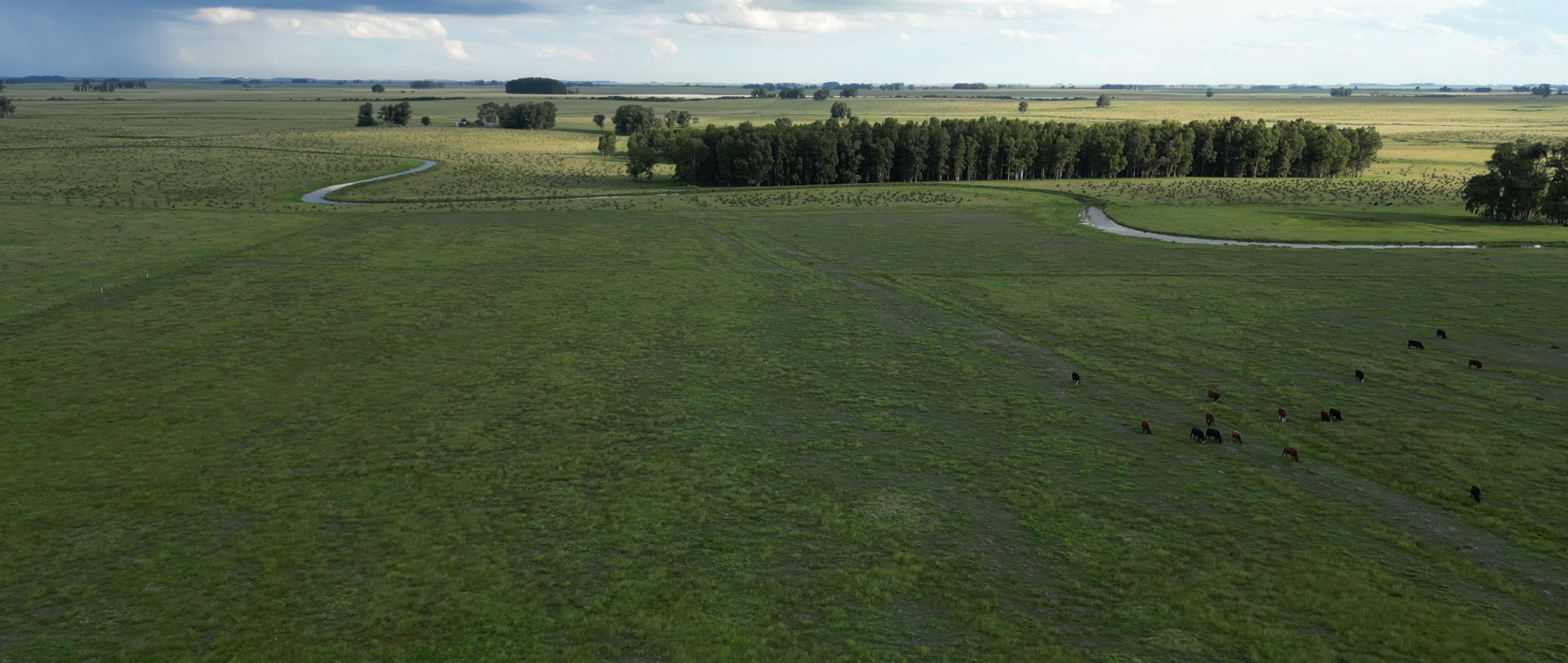 campo