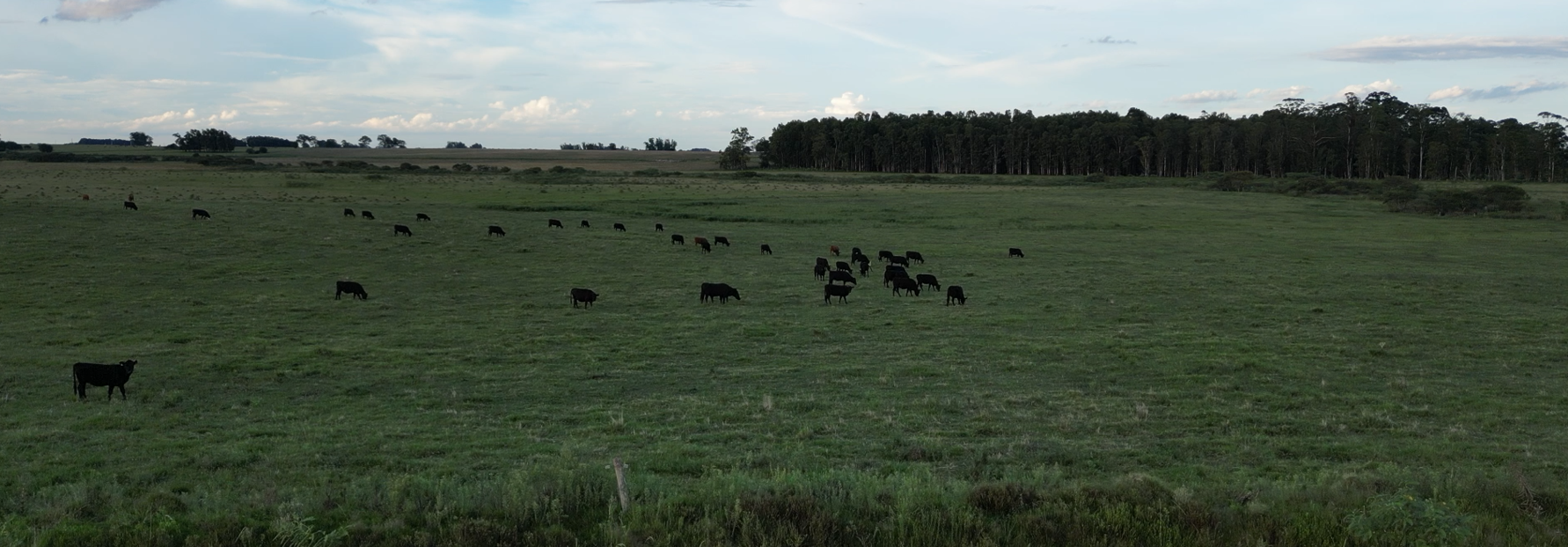 campo