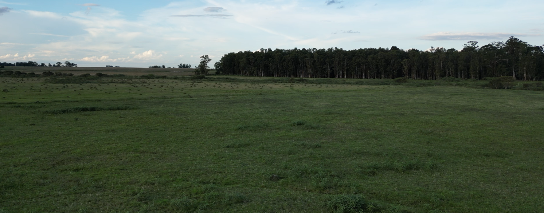 campo