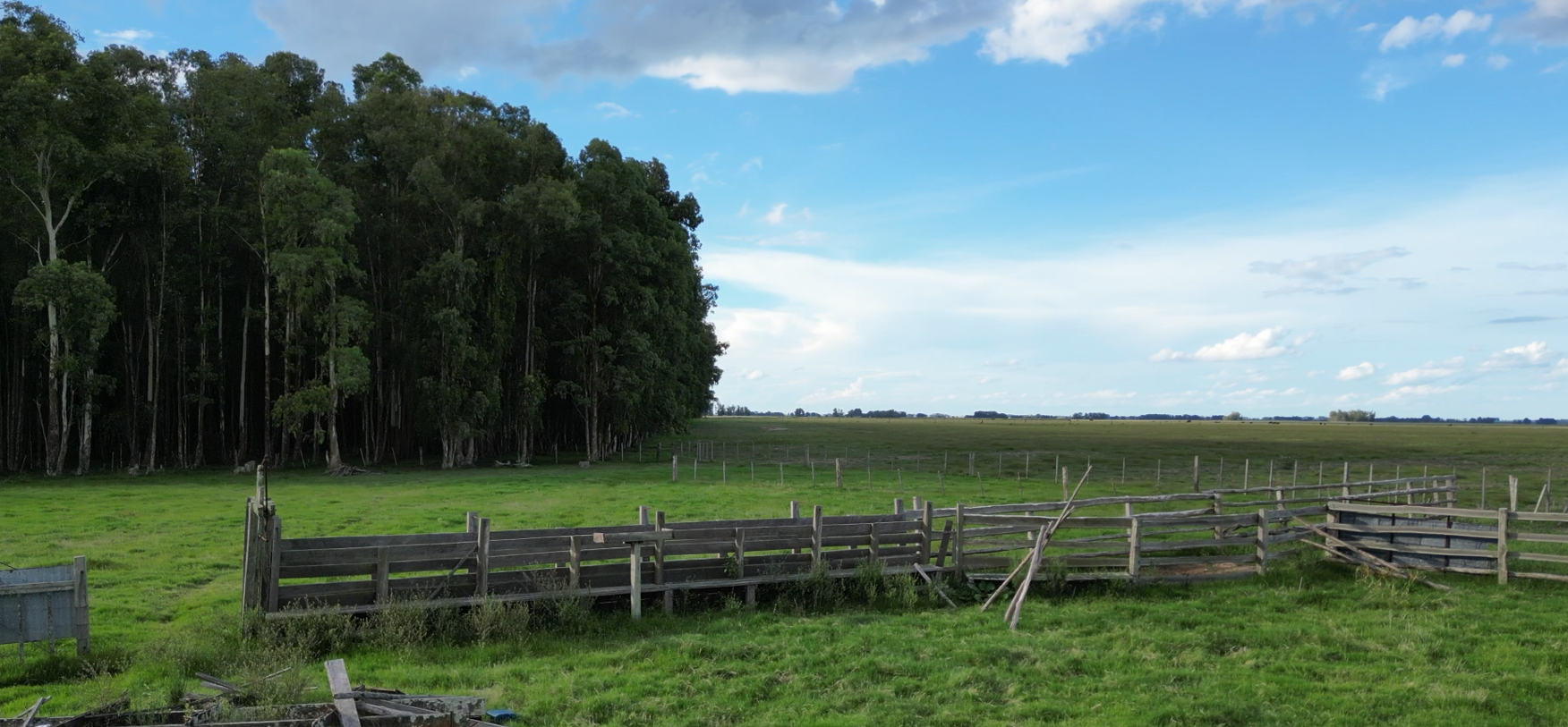 campo