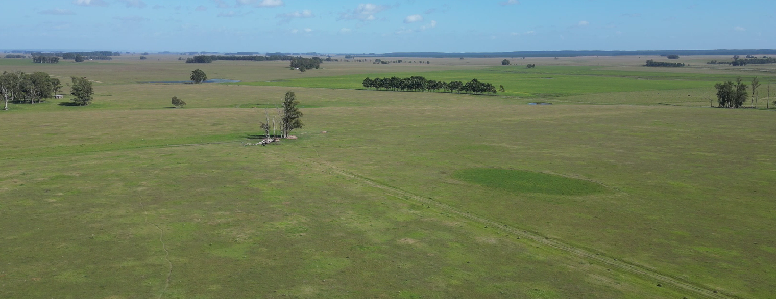 campo