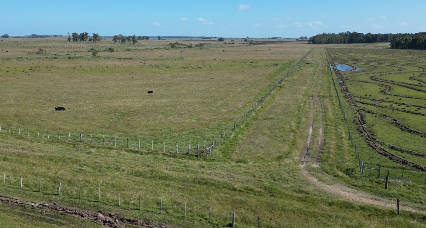 campo