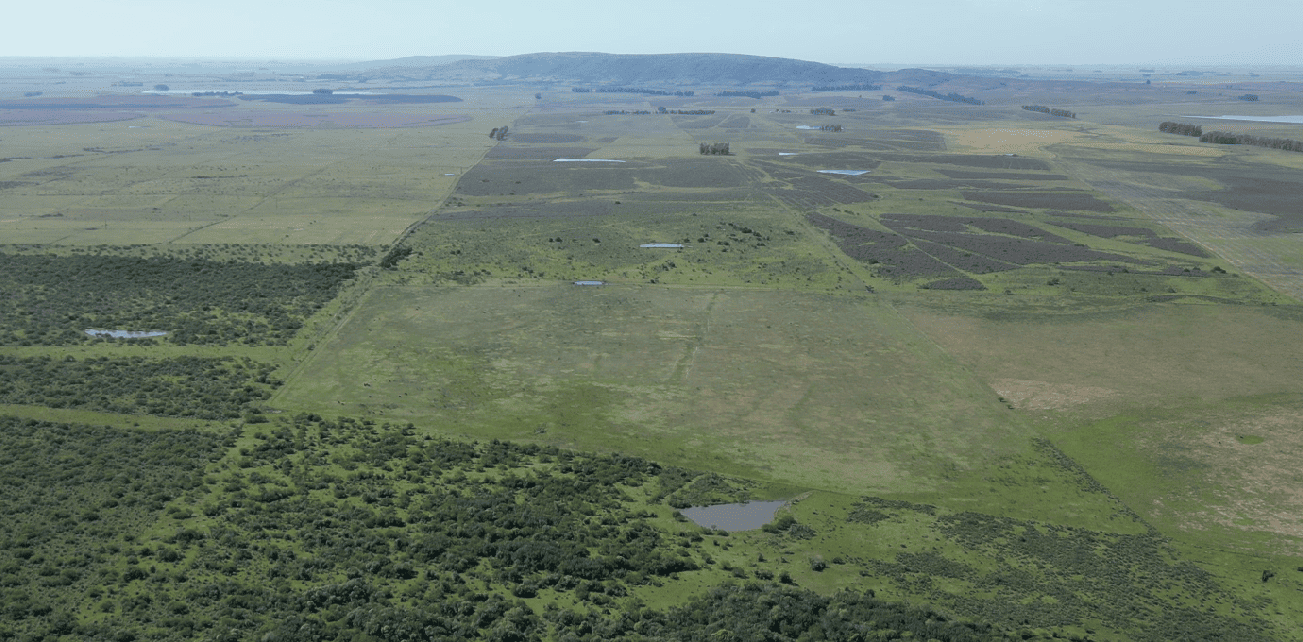 campo
