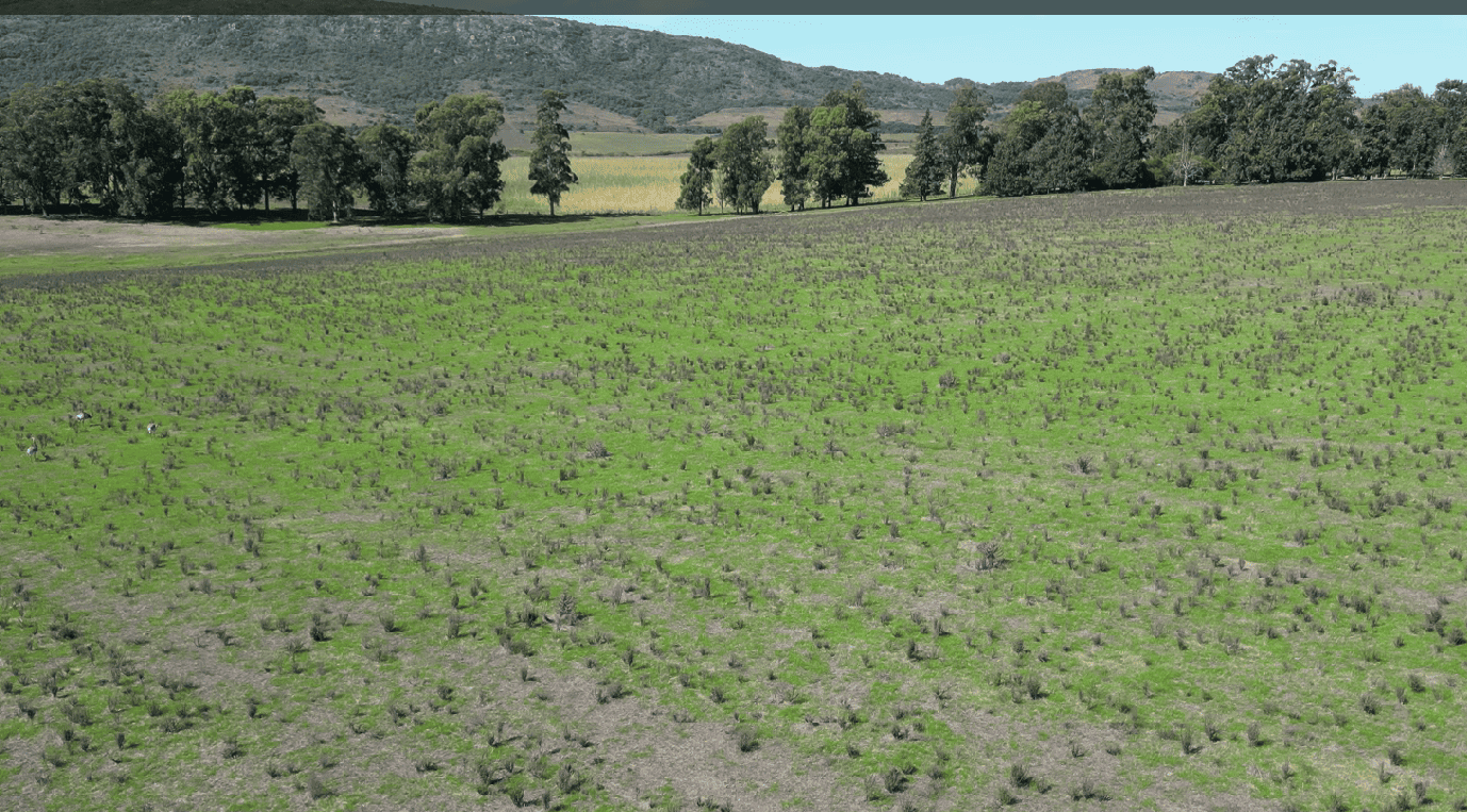campo