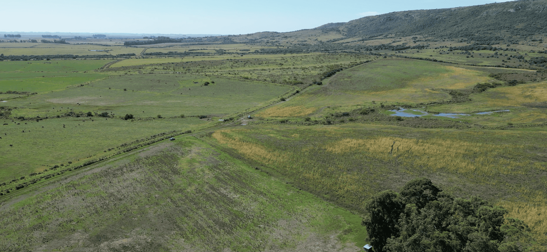 campo