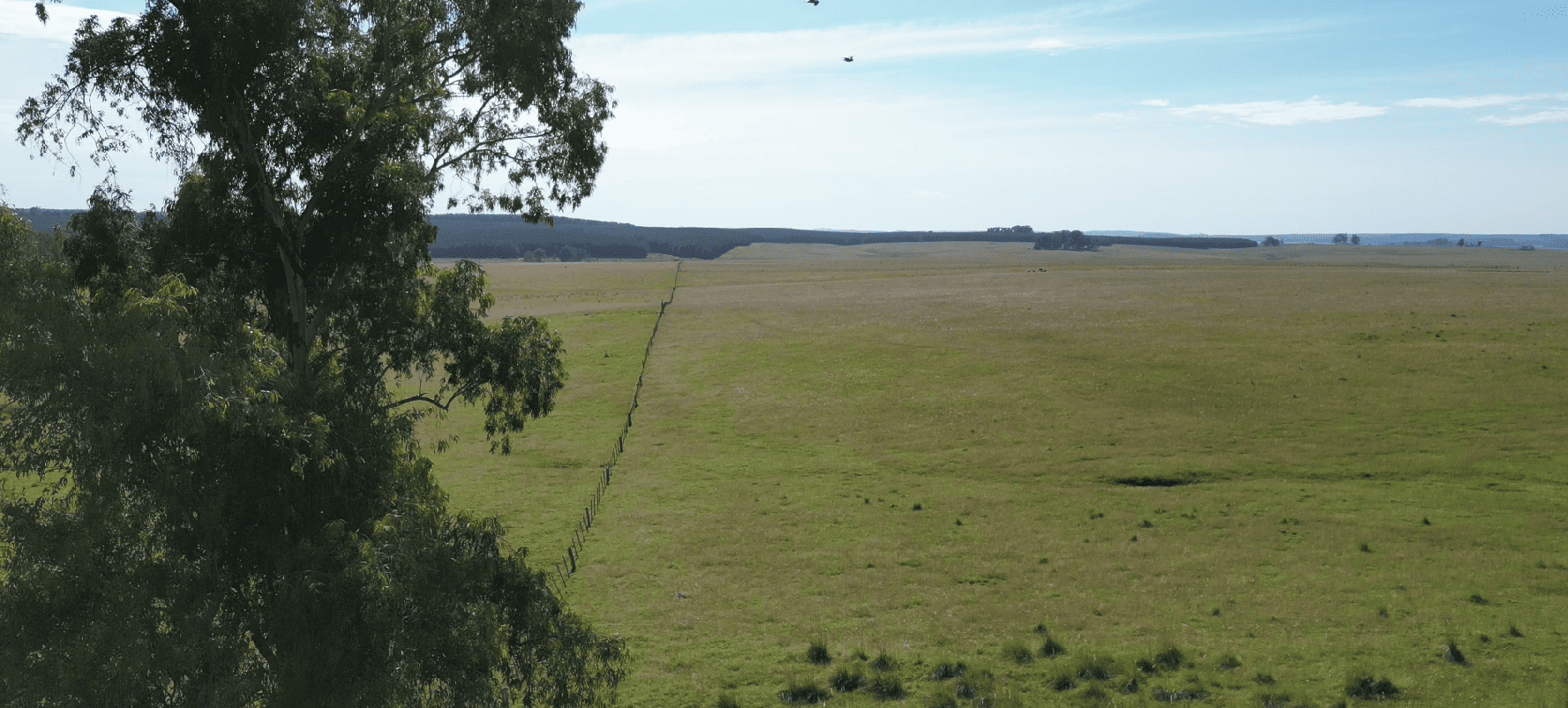 campo