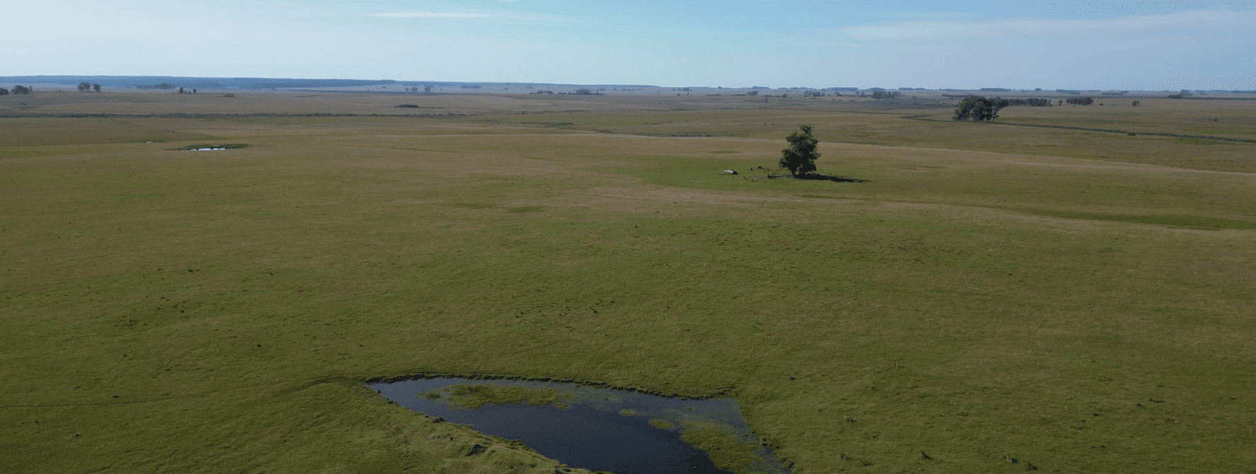 campo