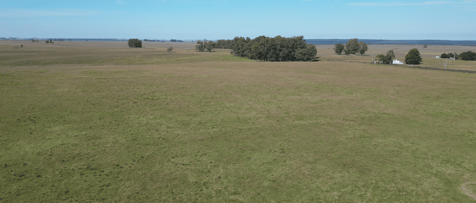 campo