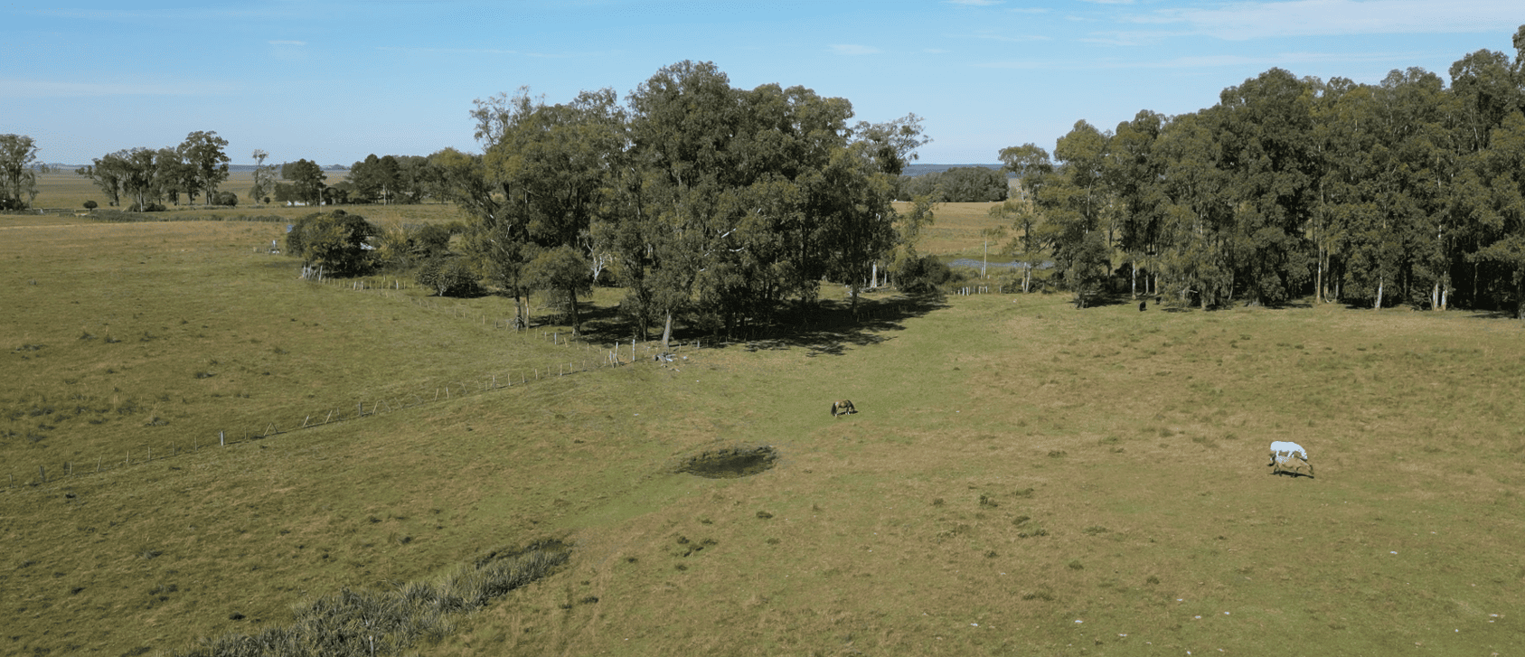 campo