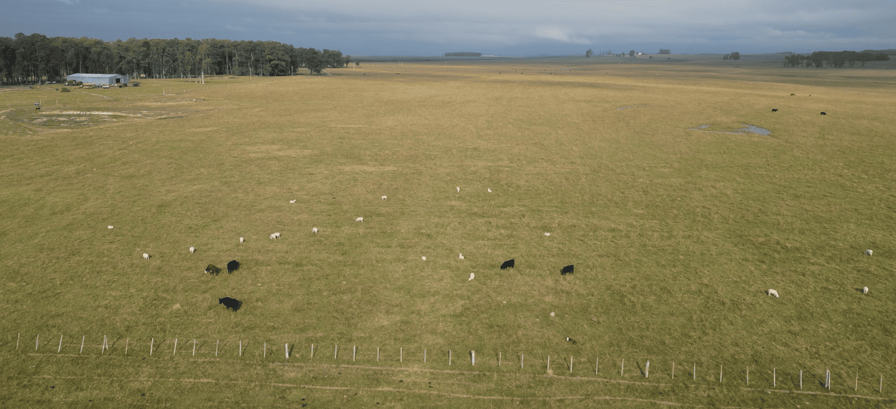 campo