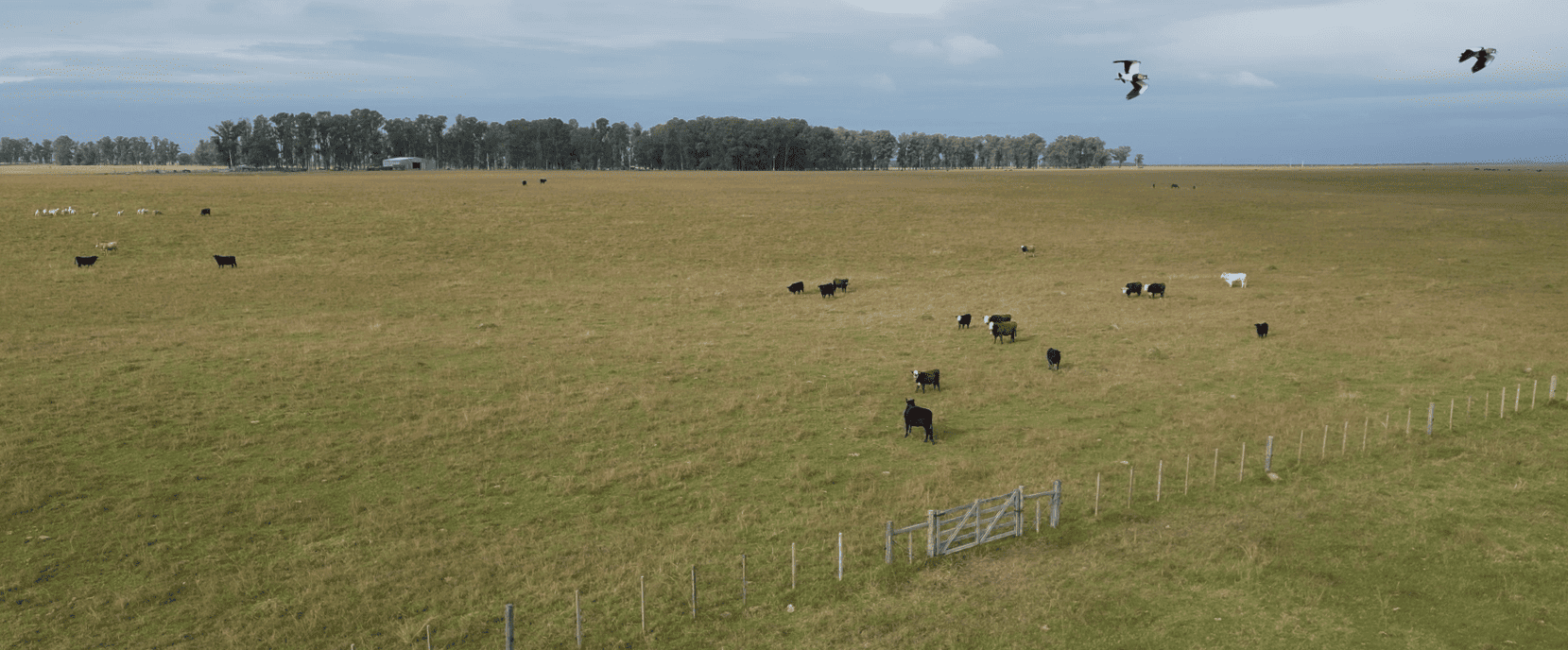campo