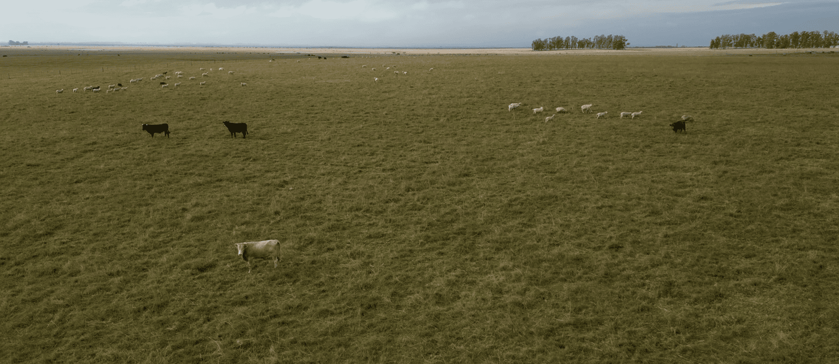 campo