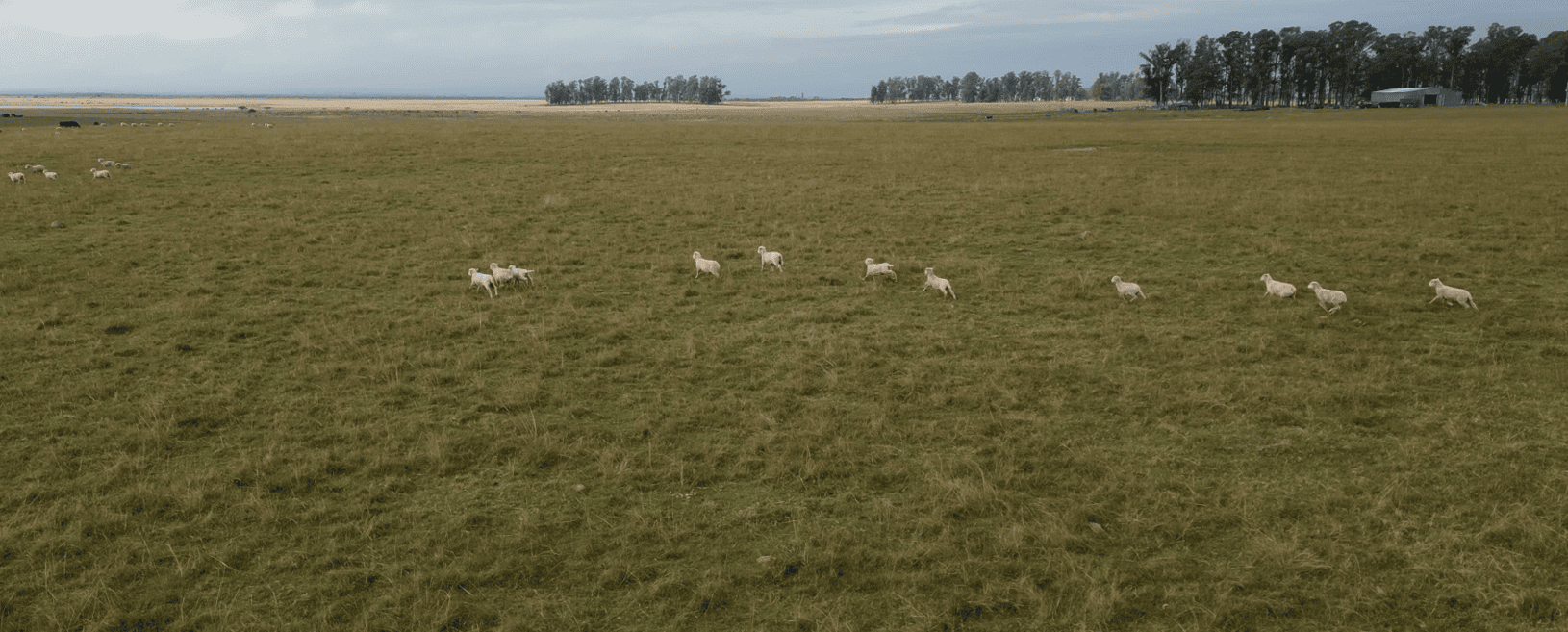 campo