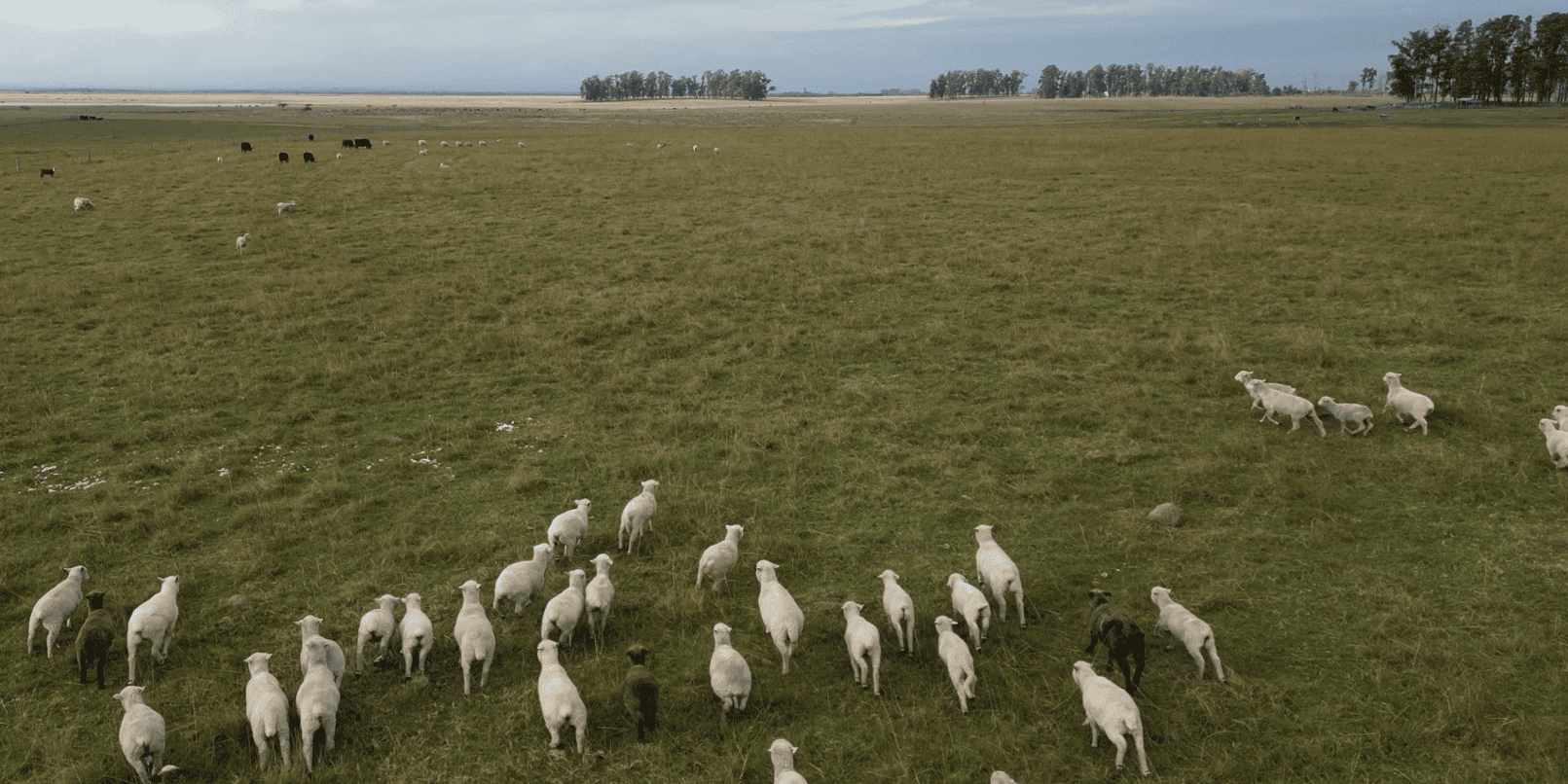 campo