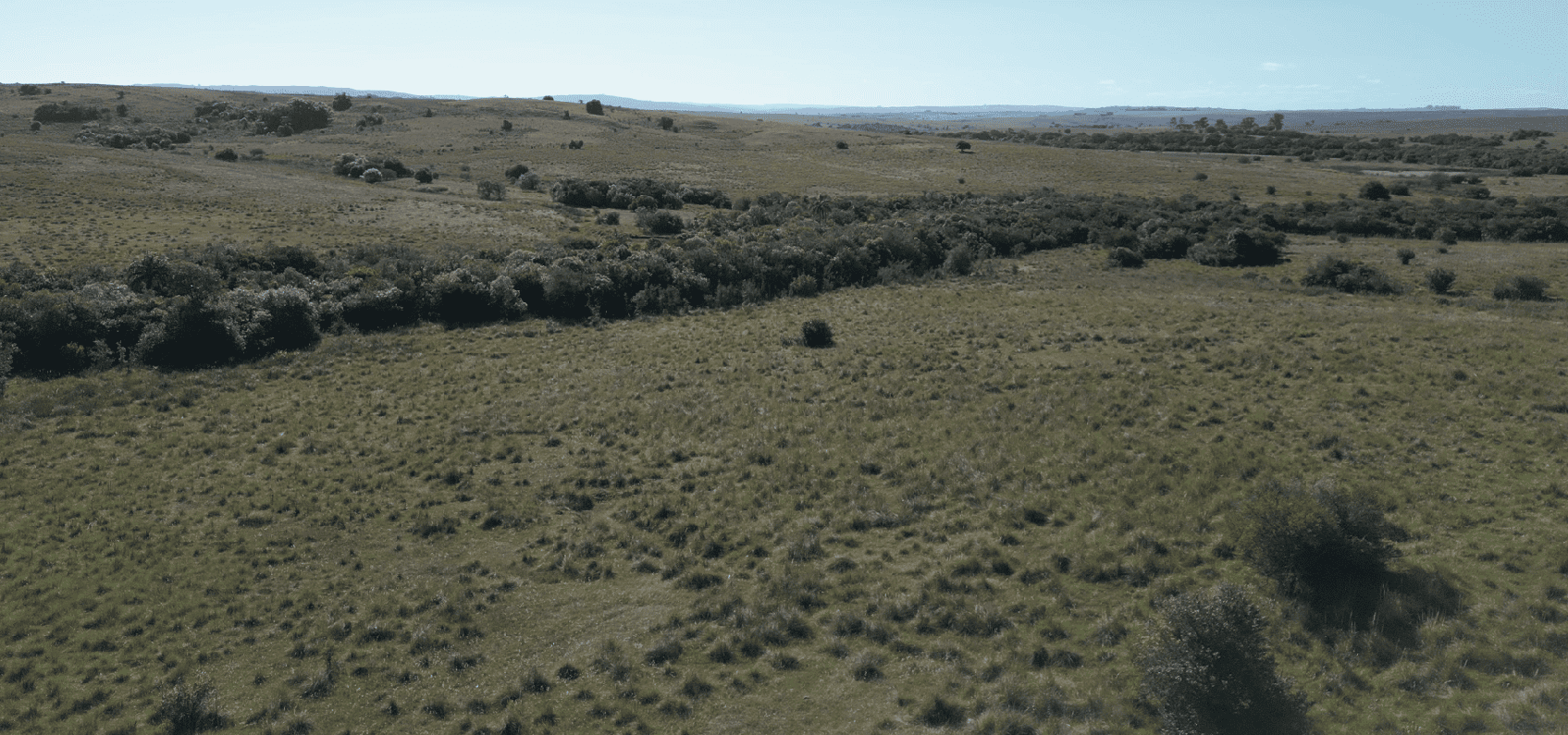 campo