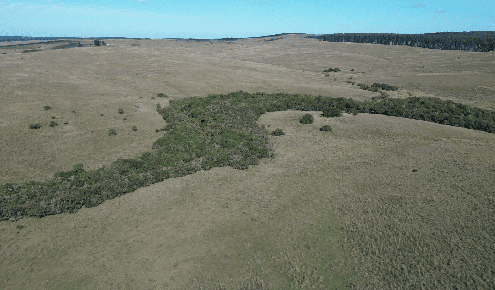 campo