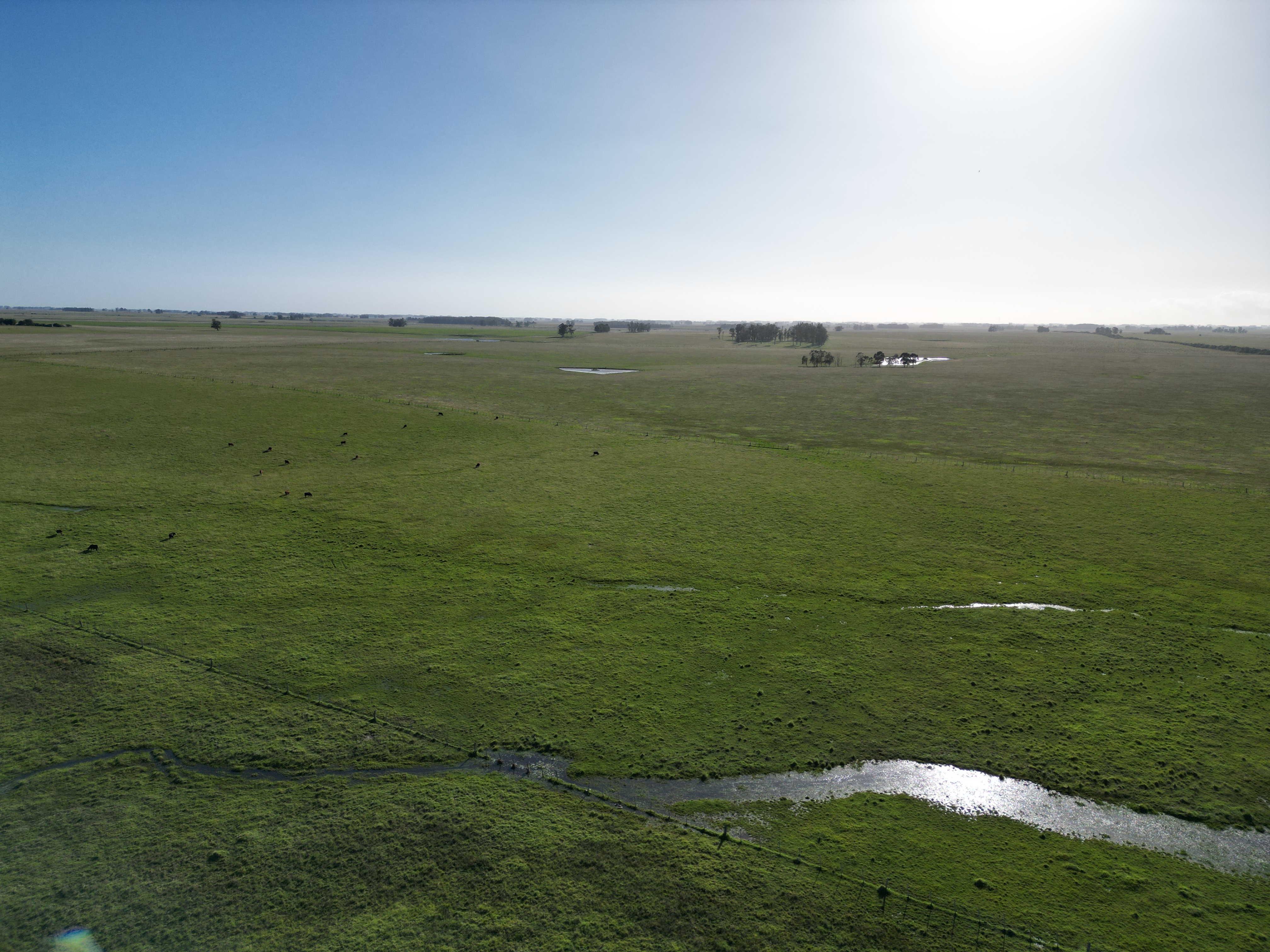 campo