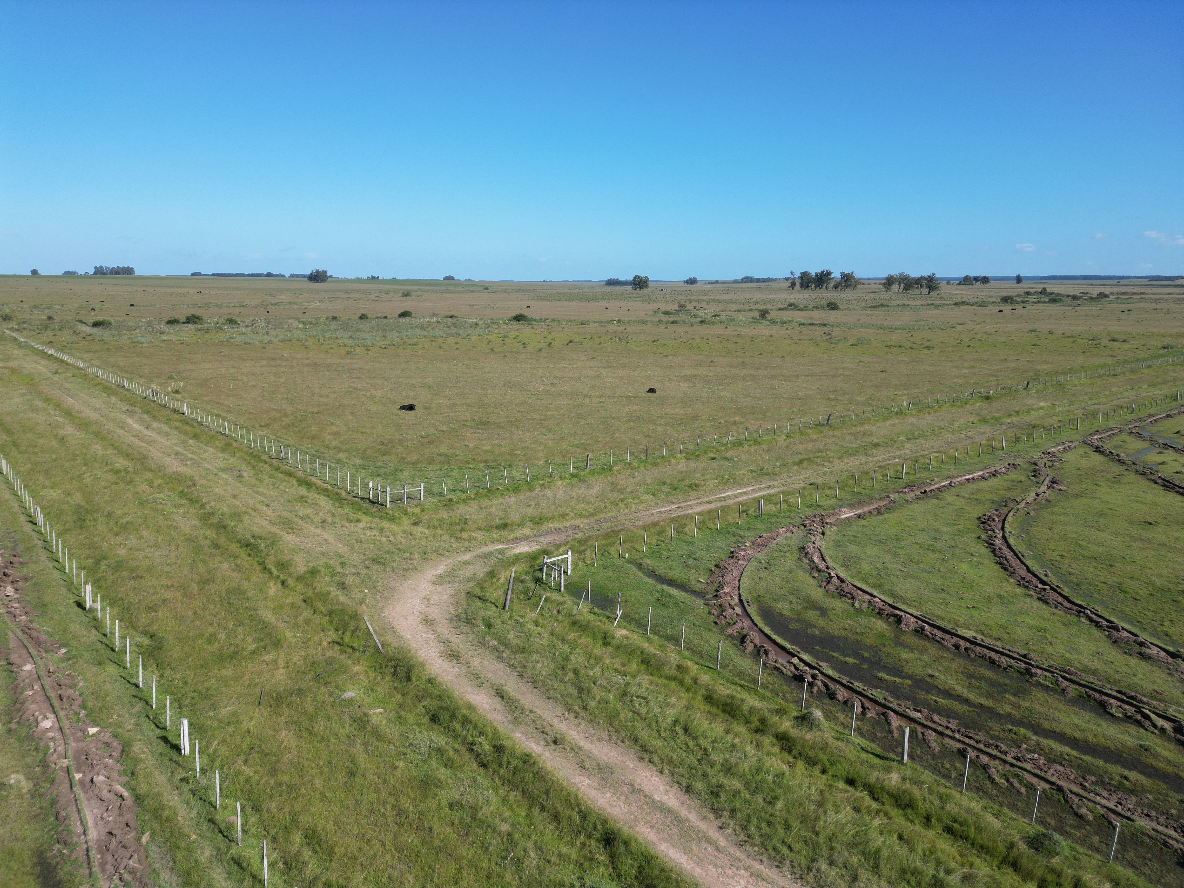 campo