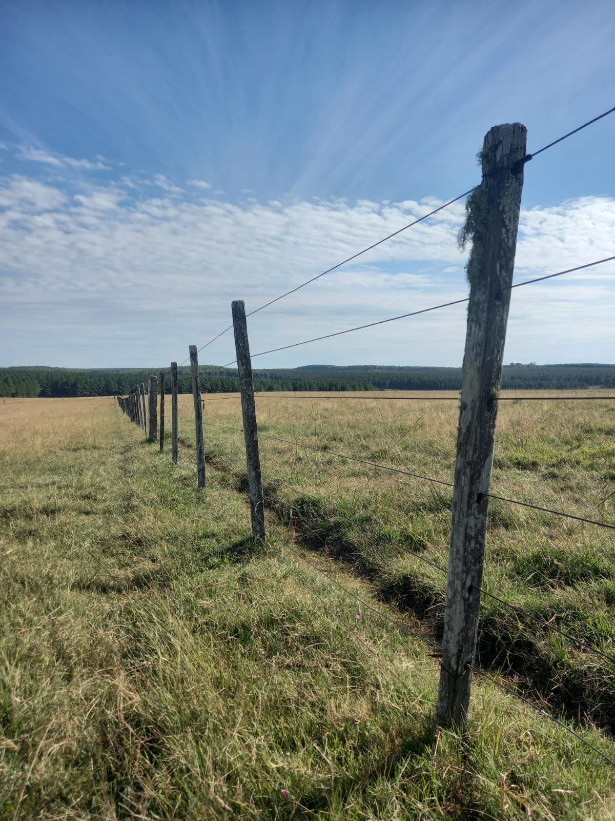 campo