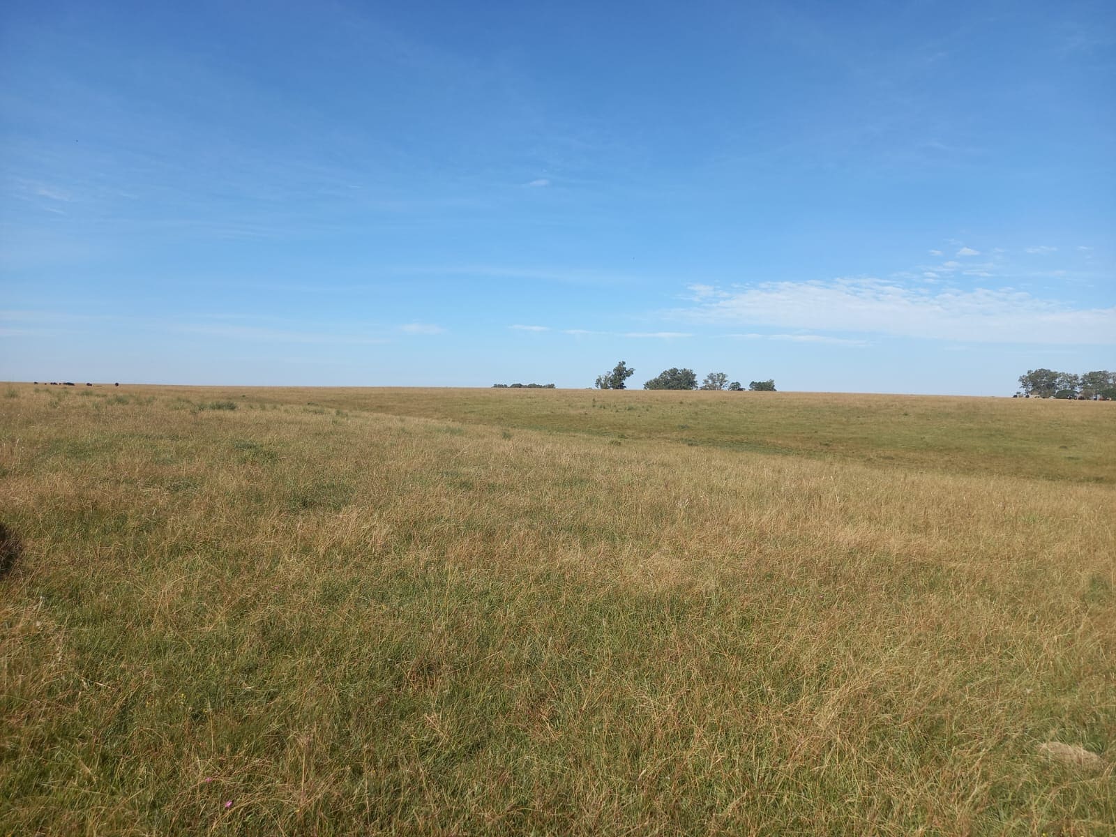 campo
