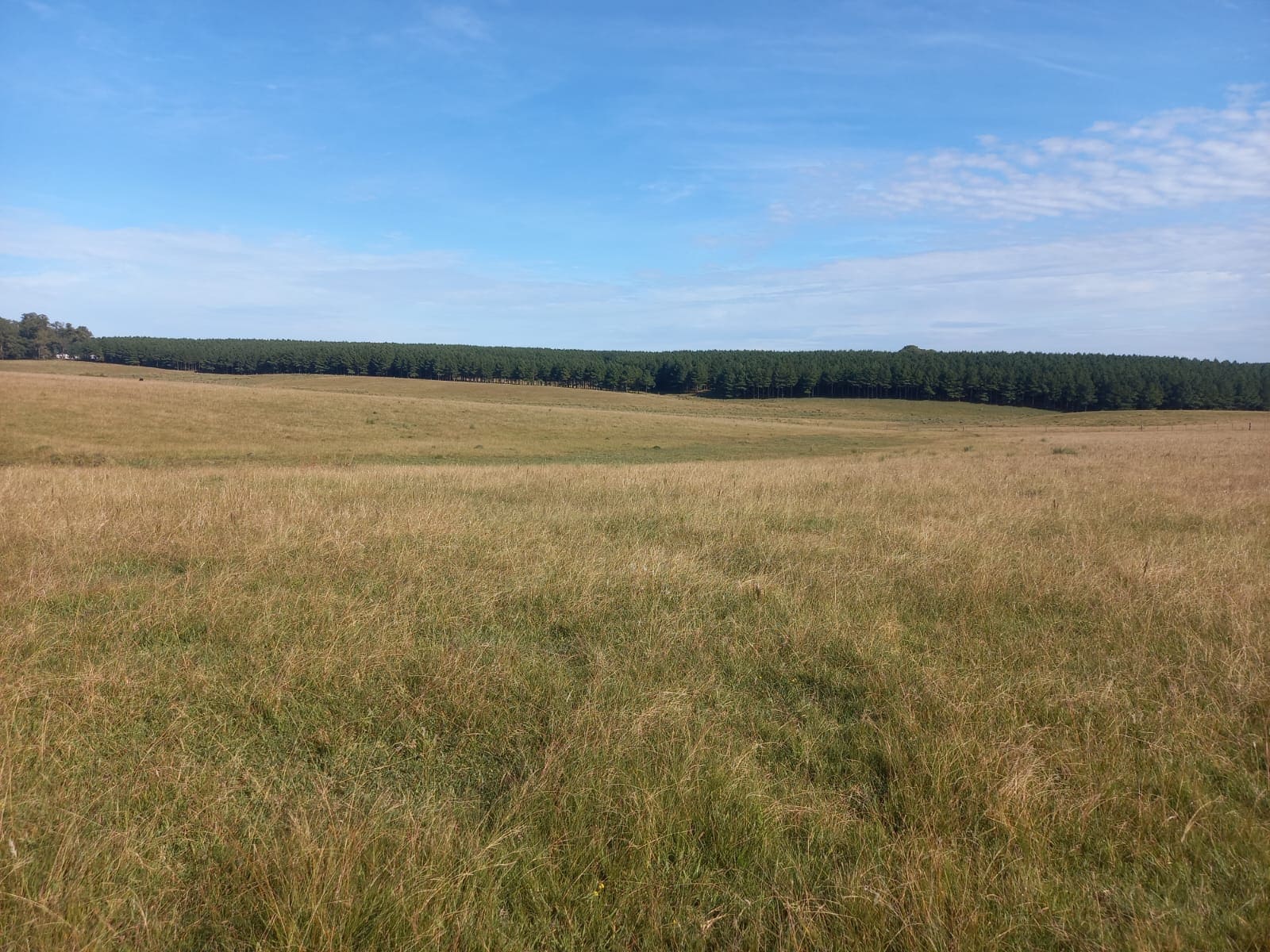 campo