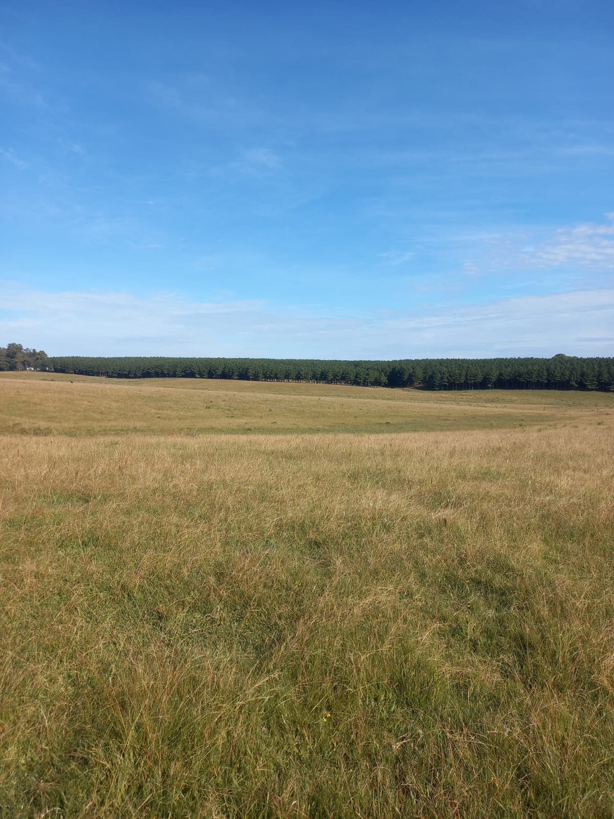 campo