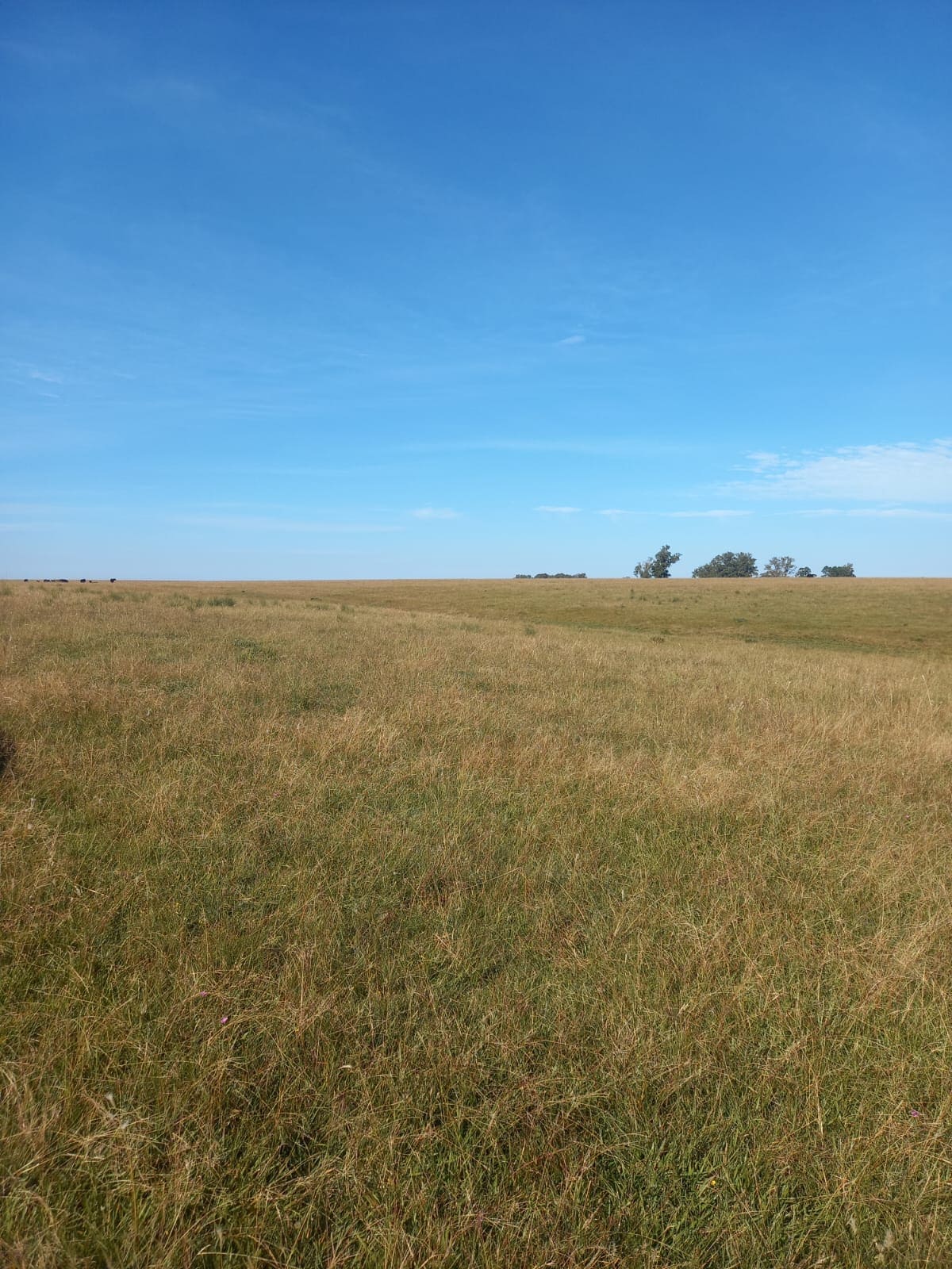 campo