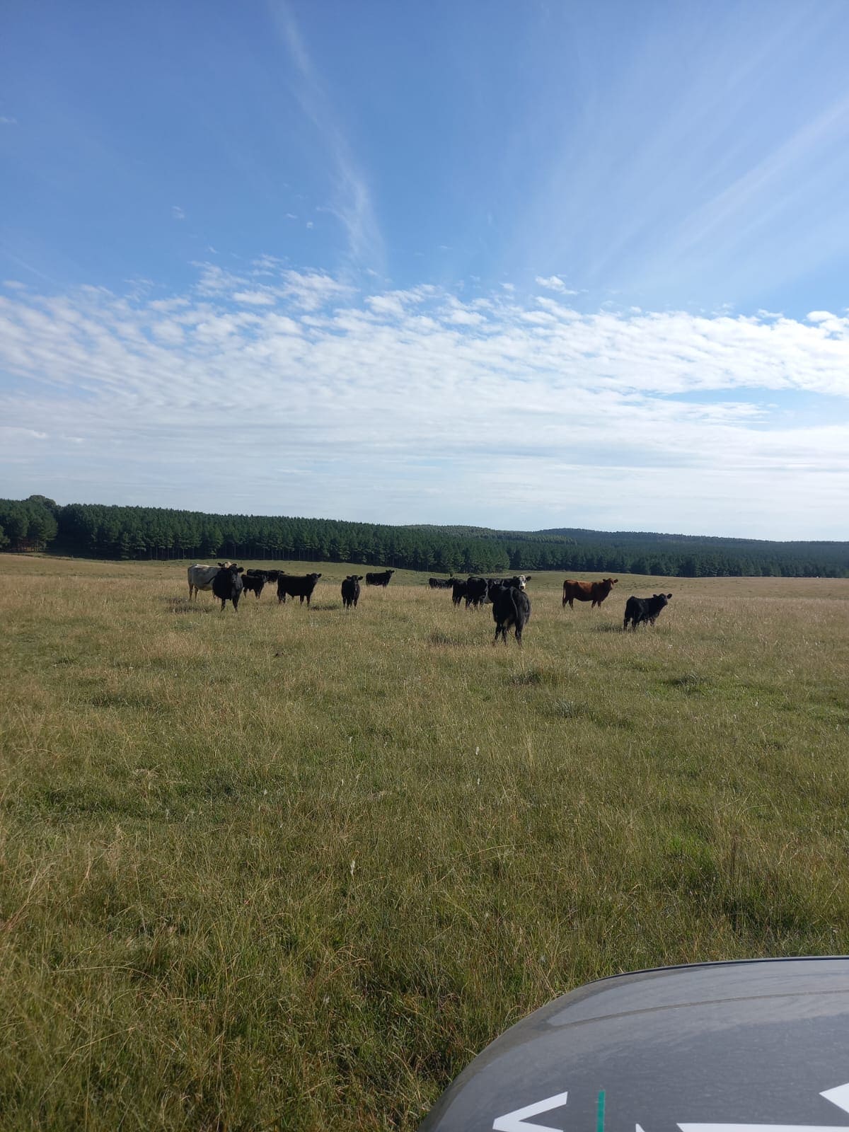 campo